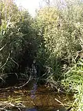 Flow in the Pol River