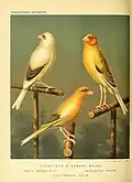 Canary and goldfinch hybrid illustration
