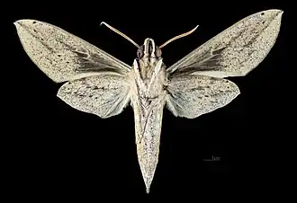 Female ventral view