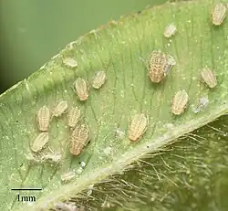 Adults