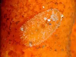 Thordisa sanguinea