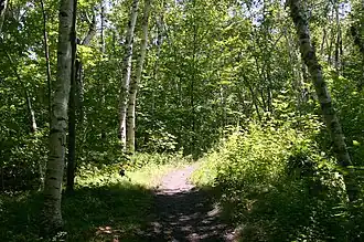 Path through trees