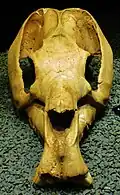Skull in front-on view