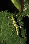 L1 nymph