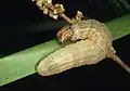 Larva