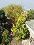 Rooftop 'Dampieri Aurea', Kensington Roof Gardens (2007)