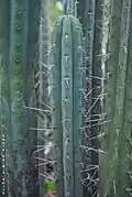 Stem of Trichocereus macrogonus var. macrogonus