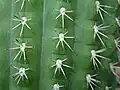 spines