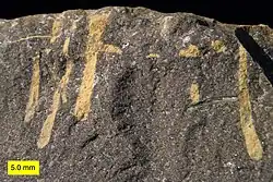 Cross-section of an Upper Ordovician hardground from Kentucky. The light-colored vertical elements are borings (Trypanites) filled with dolomite. The scale bar is 1.0&nbsp;cm.