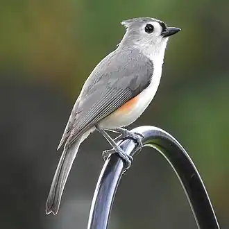At a bird feeder