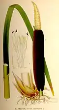 Spadix of Typha latifolia