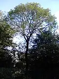 Same tree, from Arboretum Avenue