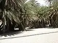 The palm forest remaining at the back of the beach, not actually in the national park. Boardwalks facilitate walking over the sand.
