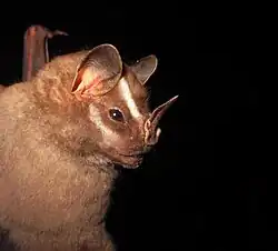 Brown bat