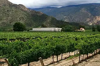 A winery set between vineyards and mountains