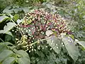 Wild raisin in fruit