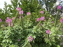 Violet Queen flowers.