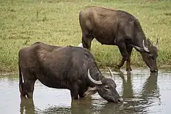 Two brown bovids