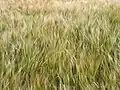 Wheat 2016