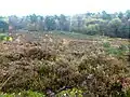 Wellington College Bog