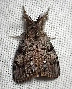 Moth
