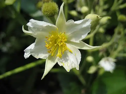 Flower