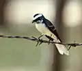 At Sindhrot in Vadodara District of Gujarat, India.