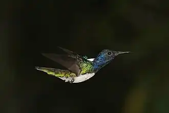 Male F. m. mellivora, Panama