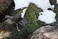 From Jung town in Arunachal Pradesh in eastern Himalayas India