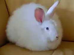 Satin Angora Blue-eye white