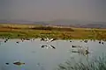 American white pelican landing by San Francisco Bay, Santa Cruz Mountains in background