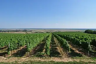 Wine route