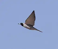 Masked woodswallow (Artamus personatus)