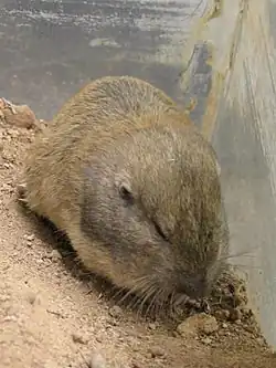Brown gopher head