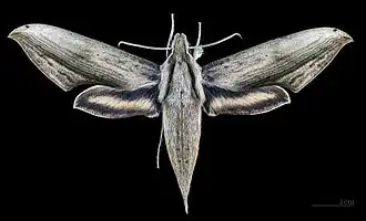 Female dorsal view