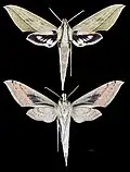 Xylophanes anubus