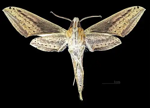 Female underside