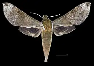 Female dorsal