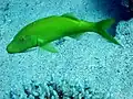 A green moana kali fish on a light blue background.