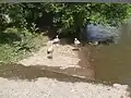 White stork