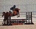 Hunter/Jumper