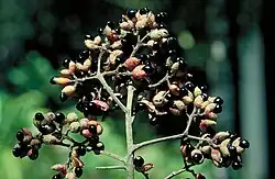 Fruit