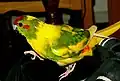 Pied