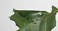 Larval cell