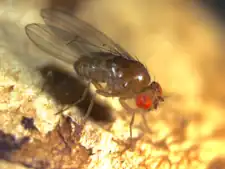 D. innubila (Quinaria species group)