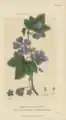 Malva sylvestris