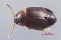 Proteinus sp.